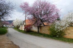 Fotó: Ulrich Sándorné, Irénke